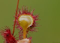 Rosiczka okrągłolistna (Drosera rotundifolia)